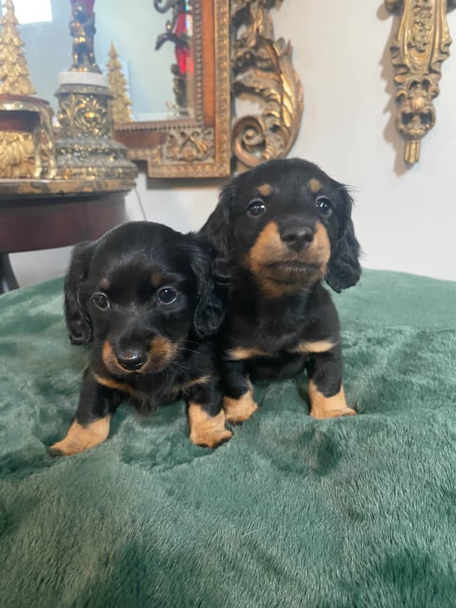AKC Dachshund Puppies media 19