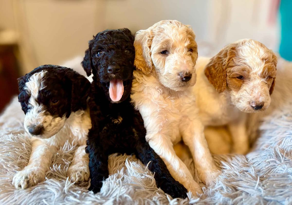 For The Love of Poodles . Standard Poodles breeder image 3