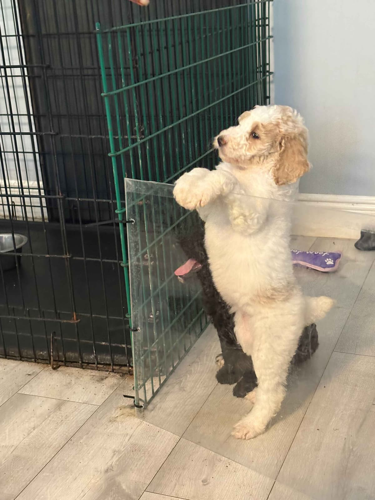 For The Love of Poodles . Standard Poodles breeder image 5