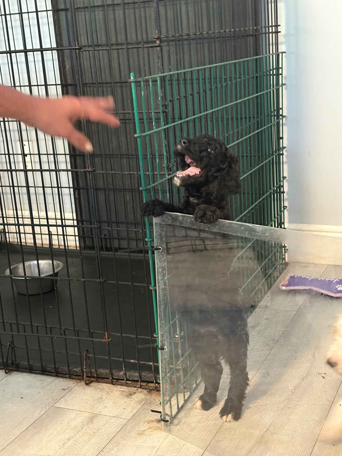 For The Love of Poodles . Standard Poodles breeder image 7