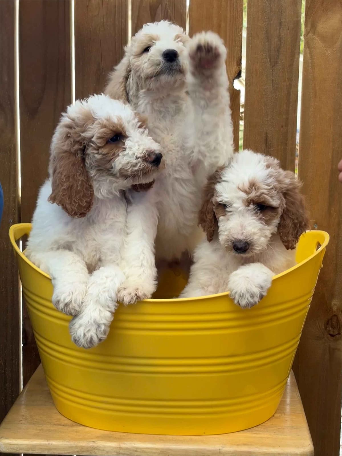 For The Love of Poodles . Standard Poodles breeder image 9