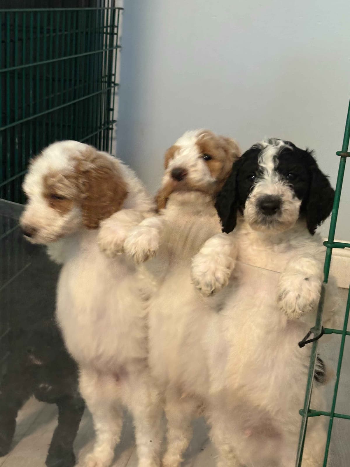 For The Love of Poodles . Standard Poodles breeder image 10