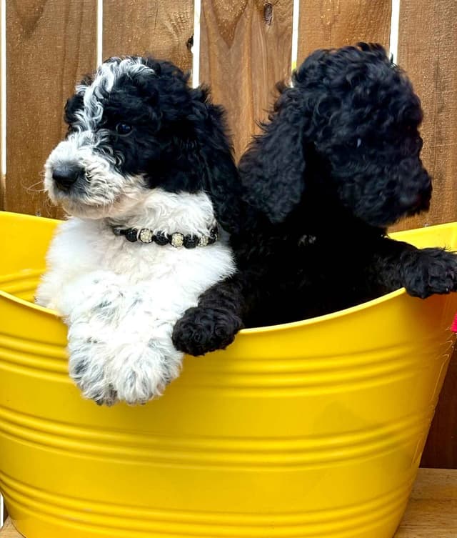 For The Love of Poodles . Standard Poodles media 2