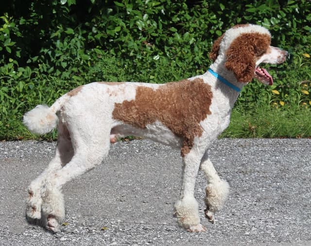 For The Love of Poodles . Standard Poodles media 4