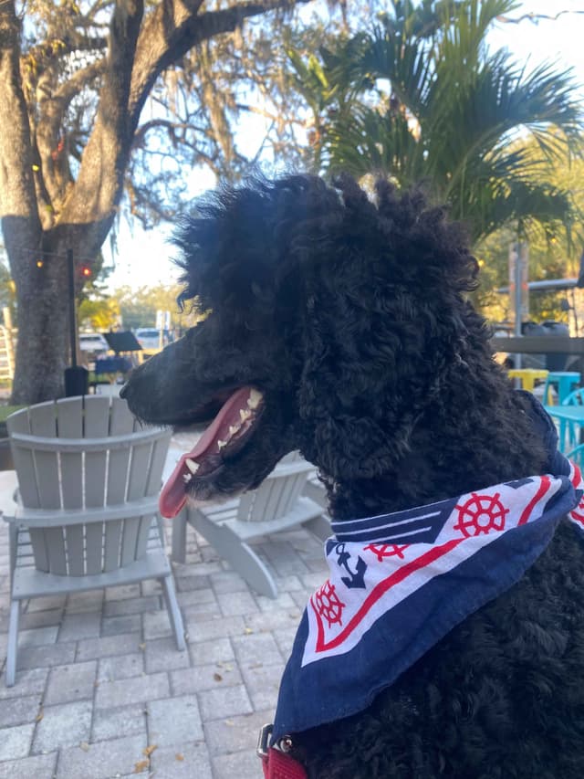 For The Love of Poodles . Standard Poodles media 5