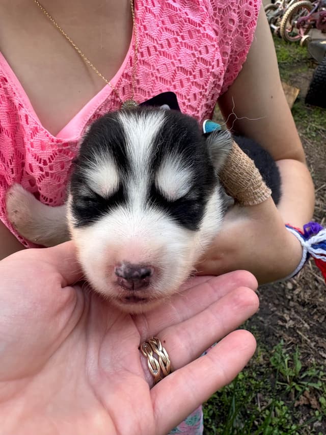 Siberian Husky Puppies media 2