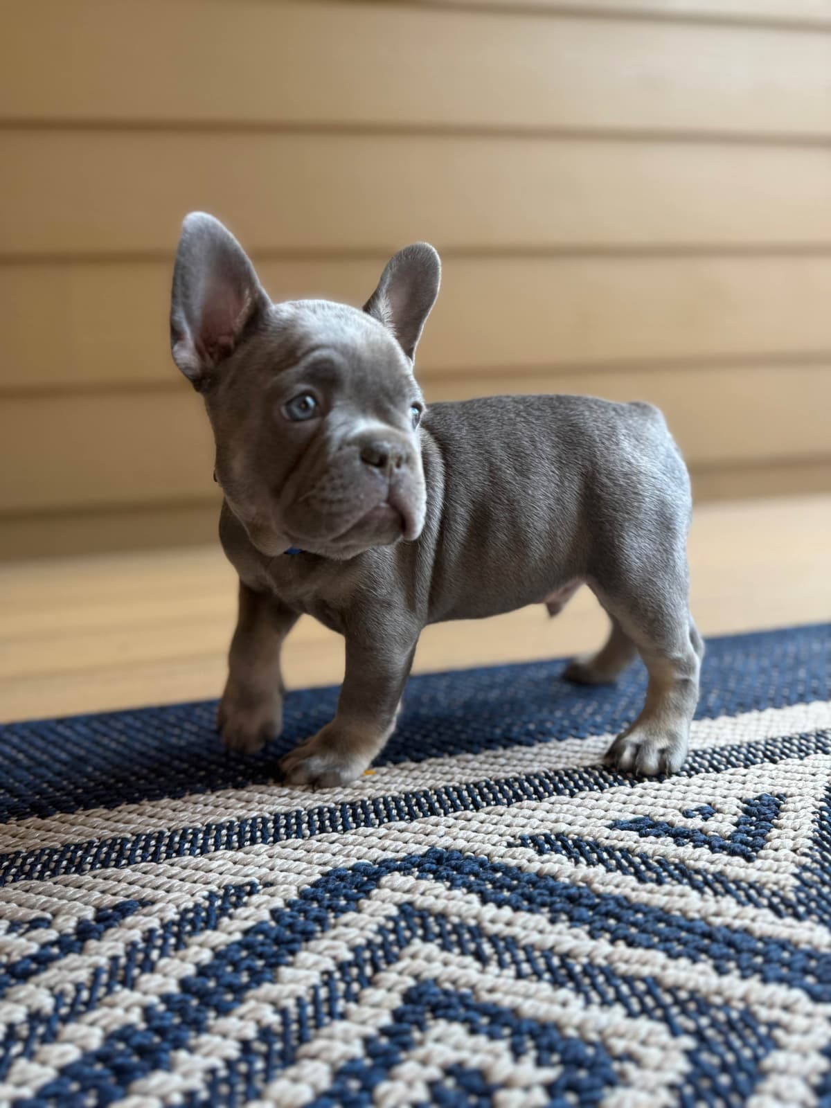 French Bulldog Puppies breeder image 1