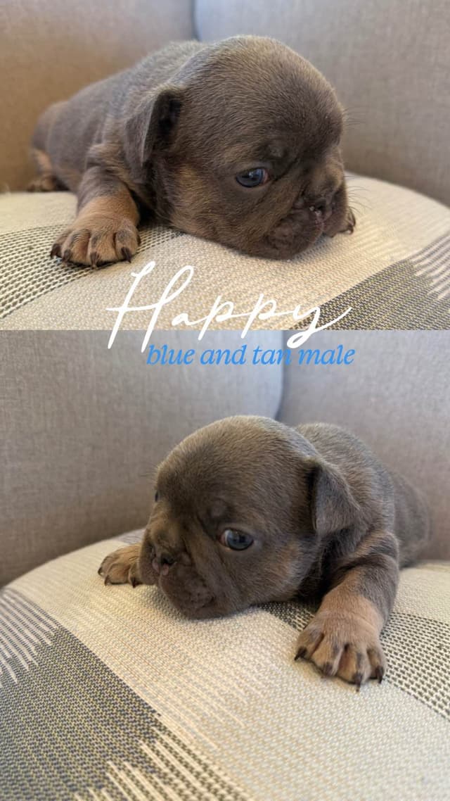 French Bulldog Puppies media 3