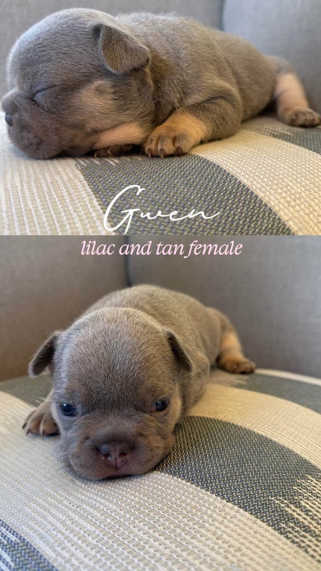 French Bulldog Puppies media 4
