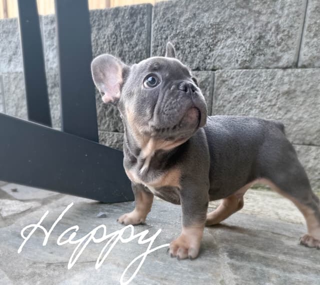 French Bulldog Puppies media 2