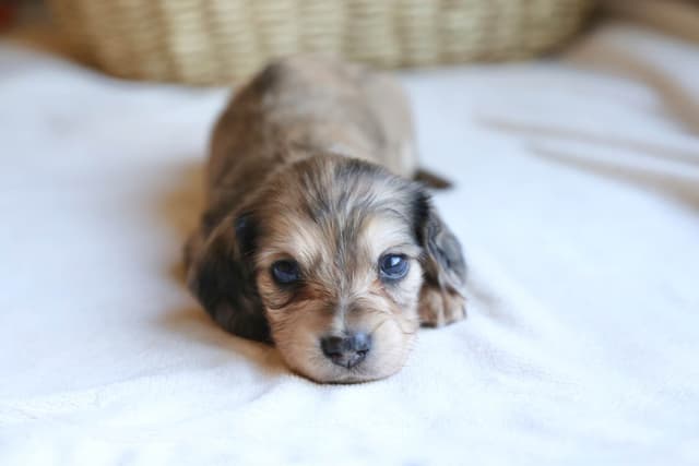 Long-Haired Mini Cream Dachshund Puppies media 2