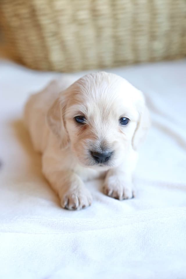 Long-Haired Mini Cream Dachshund Puppies media 4