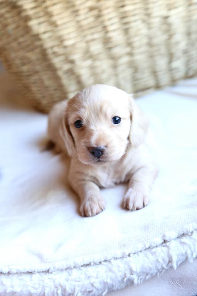 Long-Haired Mini Cream Dachshund Puppies media 5