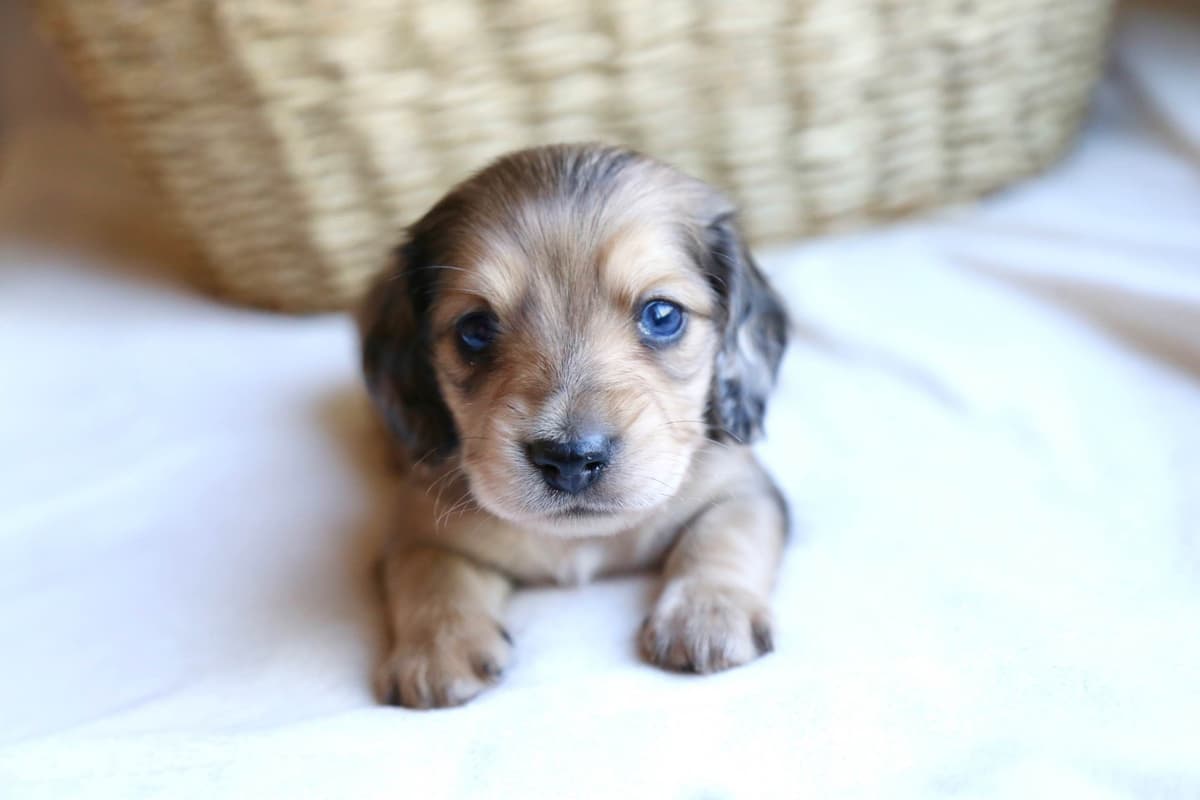Mini Dachshund Puppies, long-haired creams breeder image 3