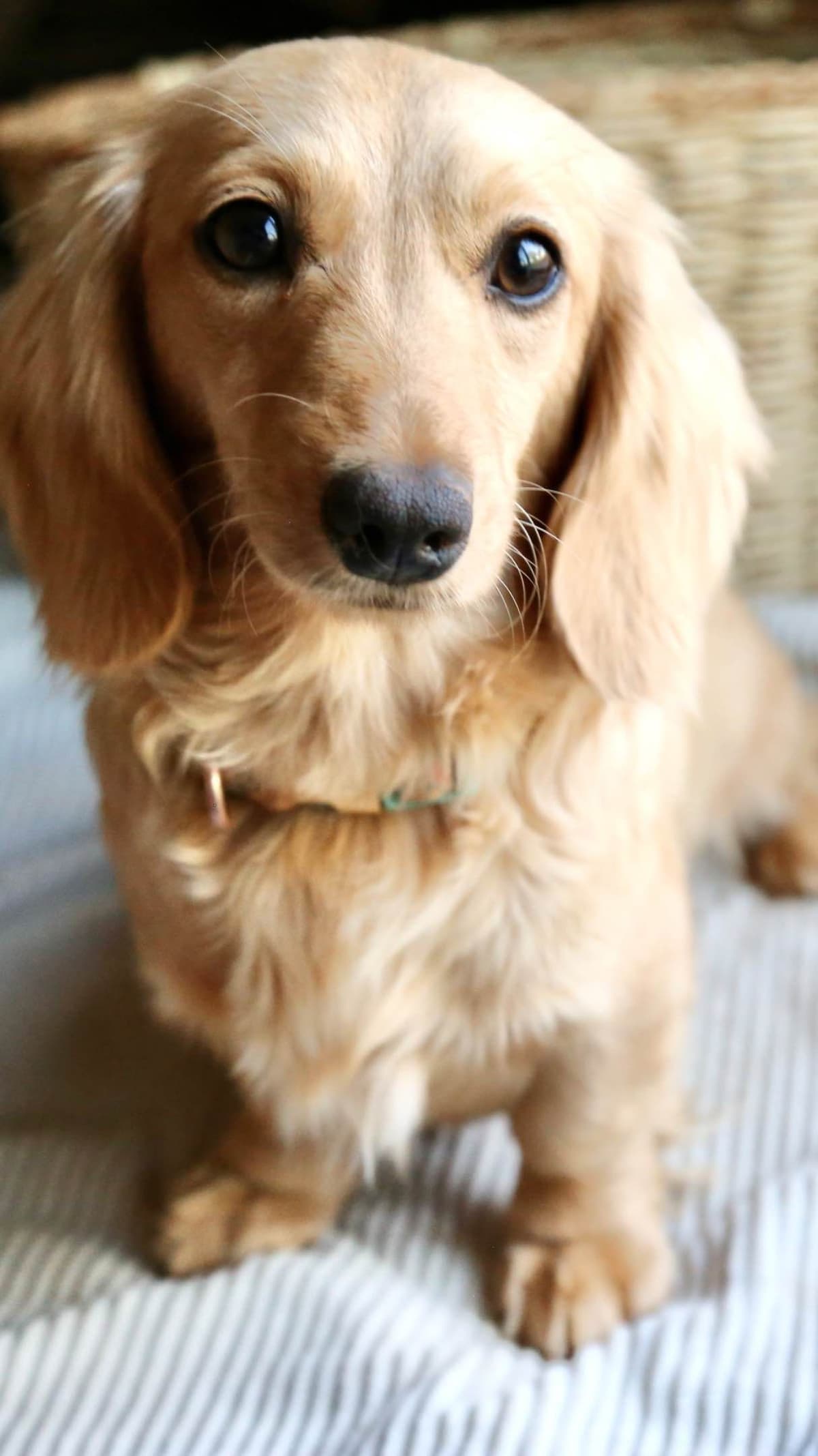 Mini Dachshund Puppies, long-haired creams breeder image 7