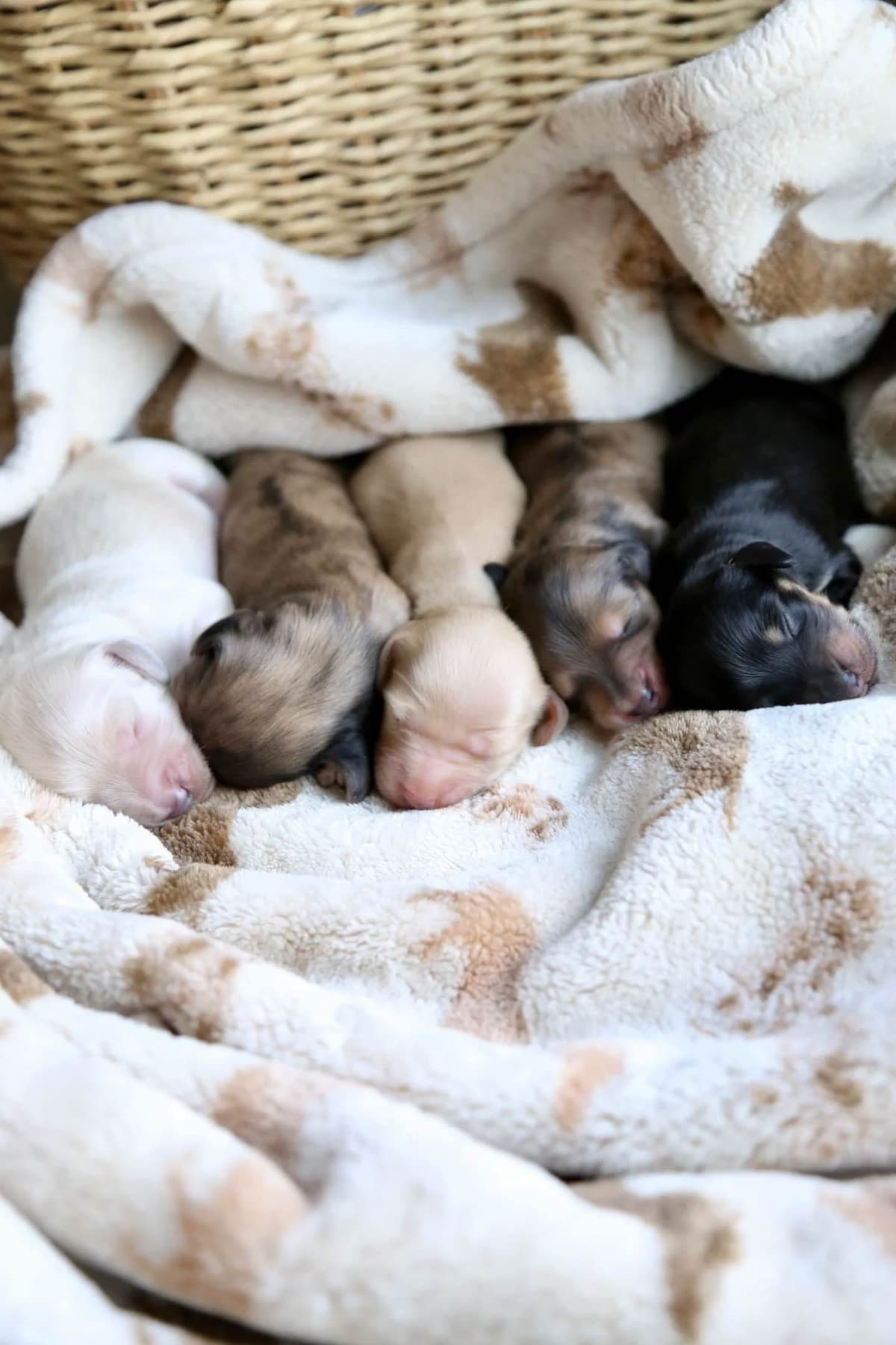 Mini Dachshund Puppies, long-haired creams breeder image 8
