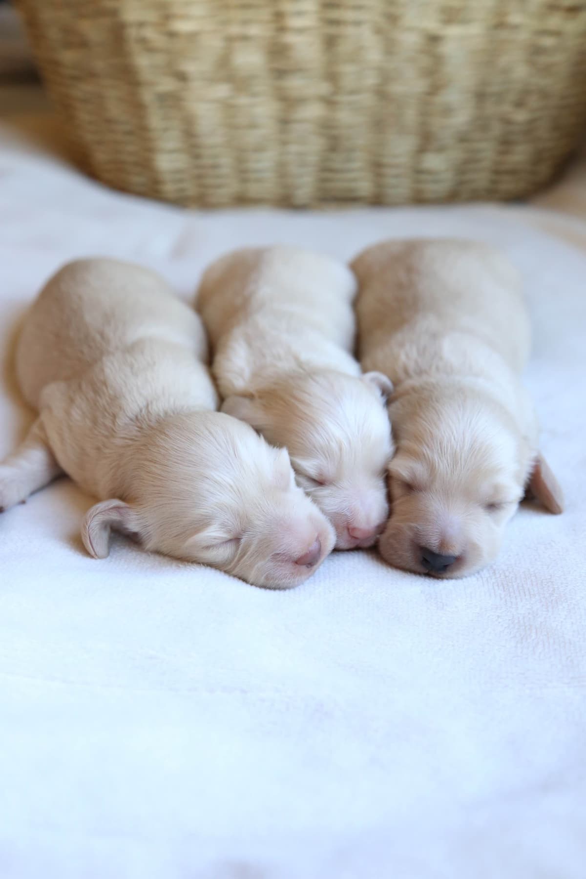 Mini Dachshund Puppies, long-haired creams breeder image 9