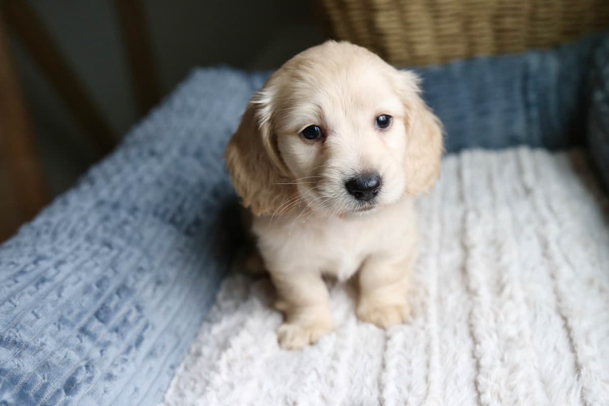 Mini Dachshund Puppies, long-haired creams breeder image 11
