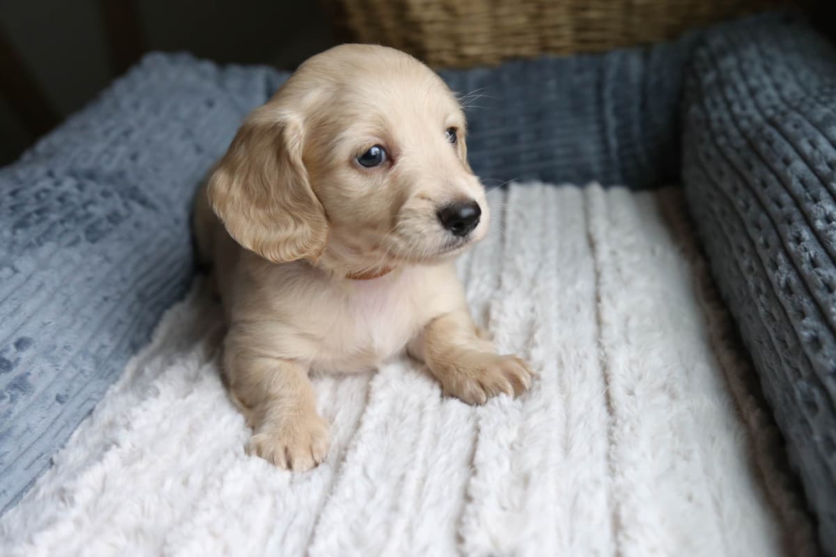 Mini Dachshund Puppies, long-haired creams breeder image 12