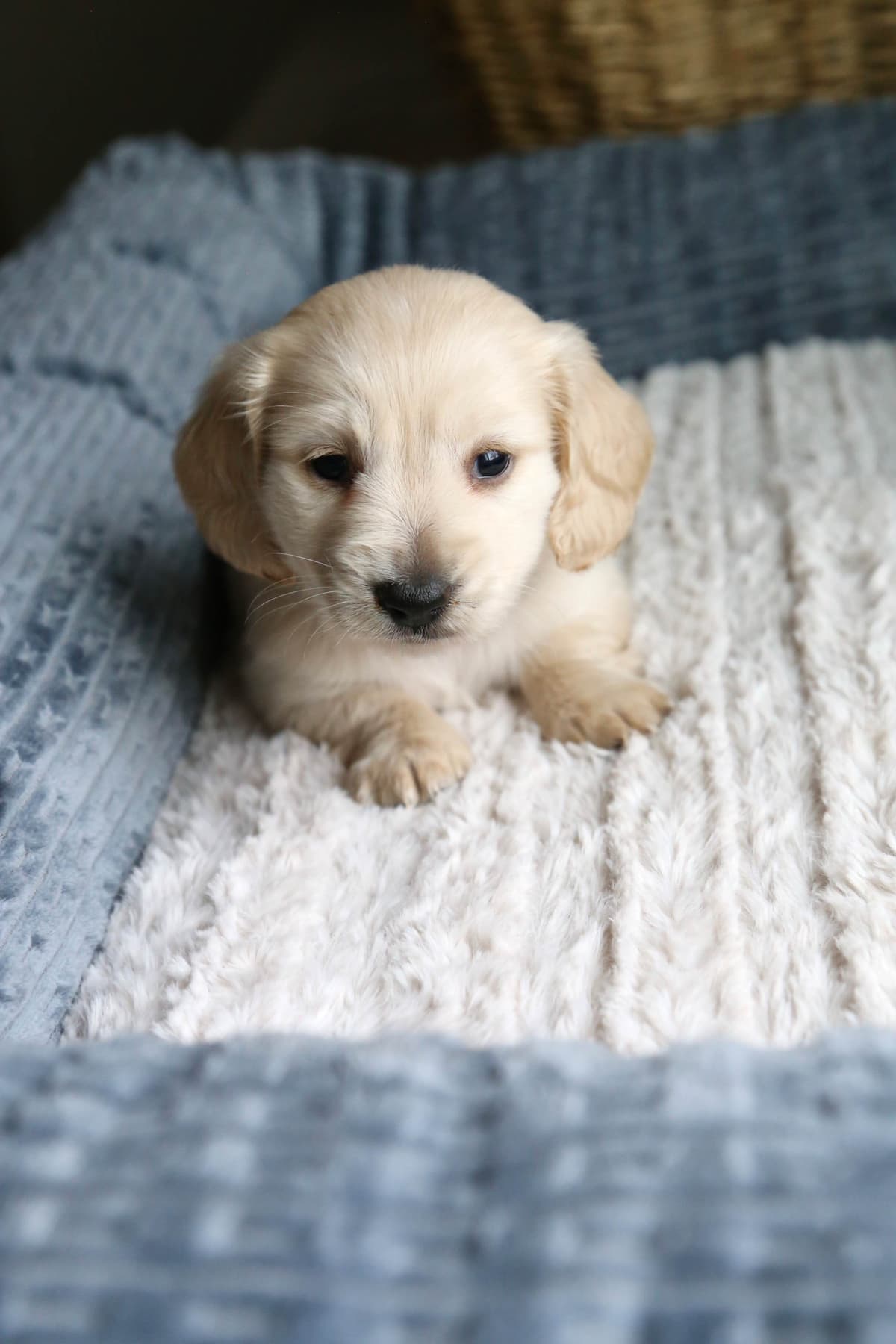 Mini Dachshund Puppies, long-haired creams breeder image 13