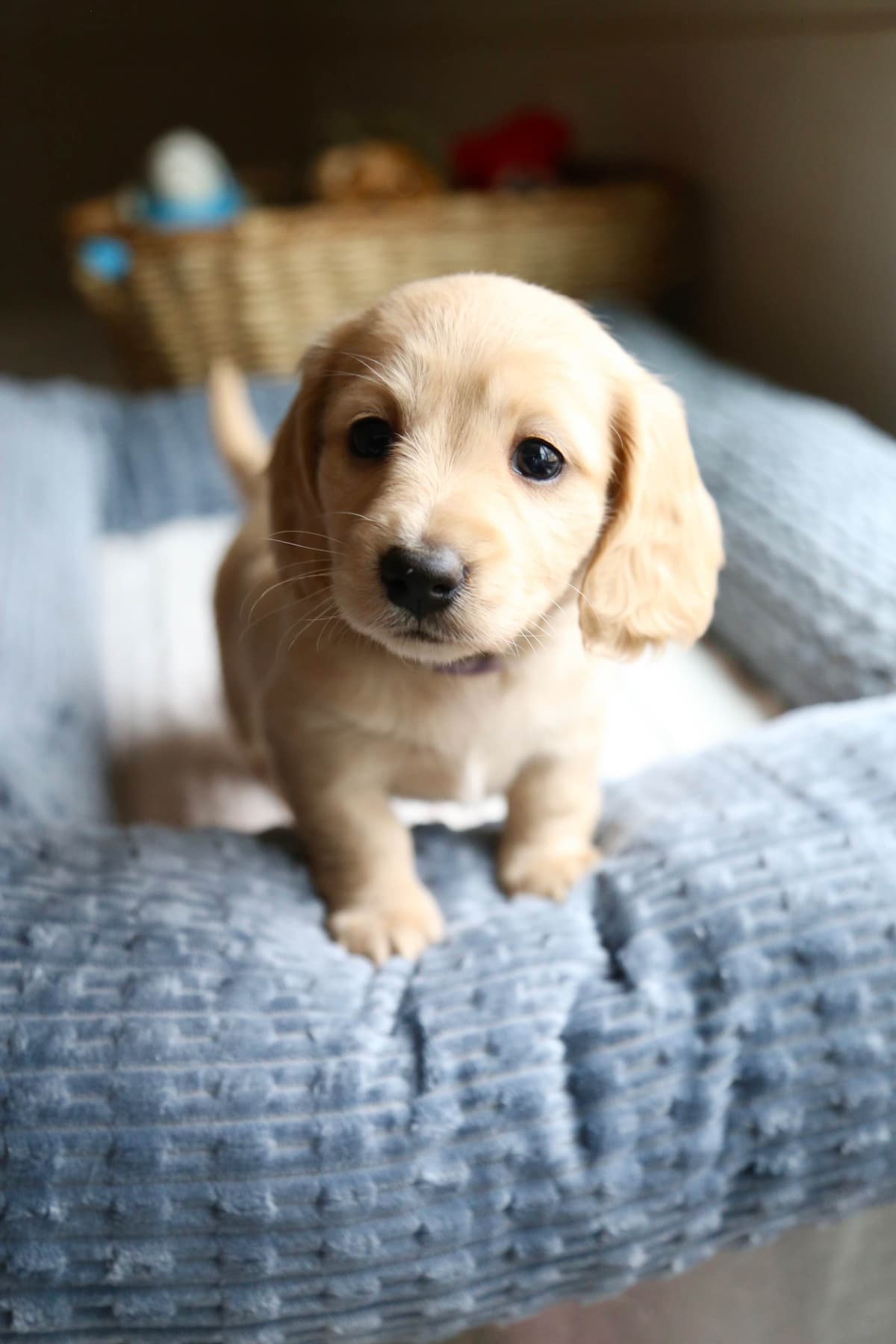 Mini Dachshund Puppies, long-haired creams breeder image 15
