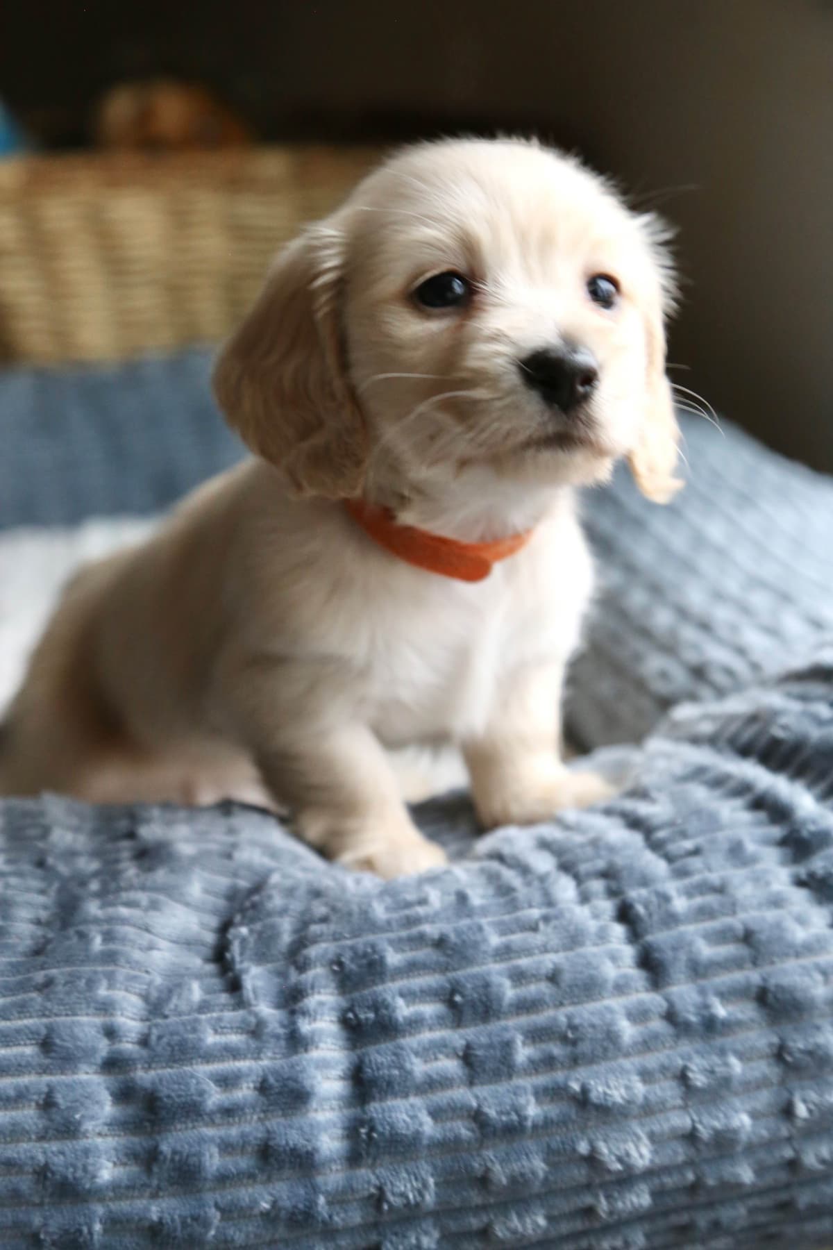 Mini Dachshund Puppies, long-haired creams breeder image 16