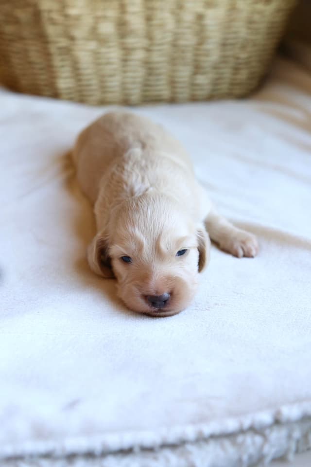 Clear cream mini Dachshund puppies! media 2