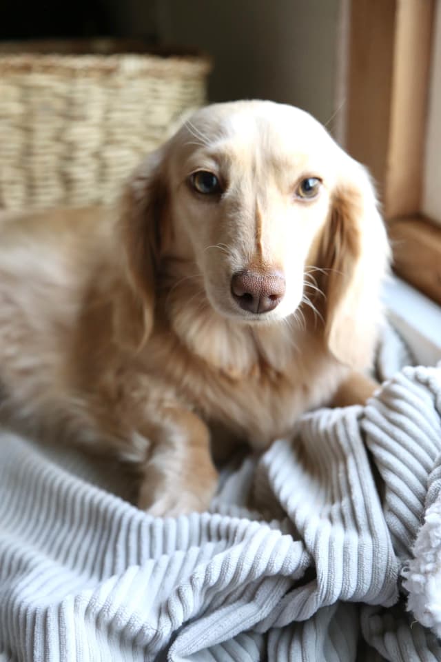 Long-haired mini cream Dachshund puppies! media 2