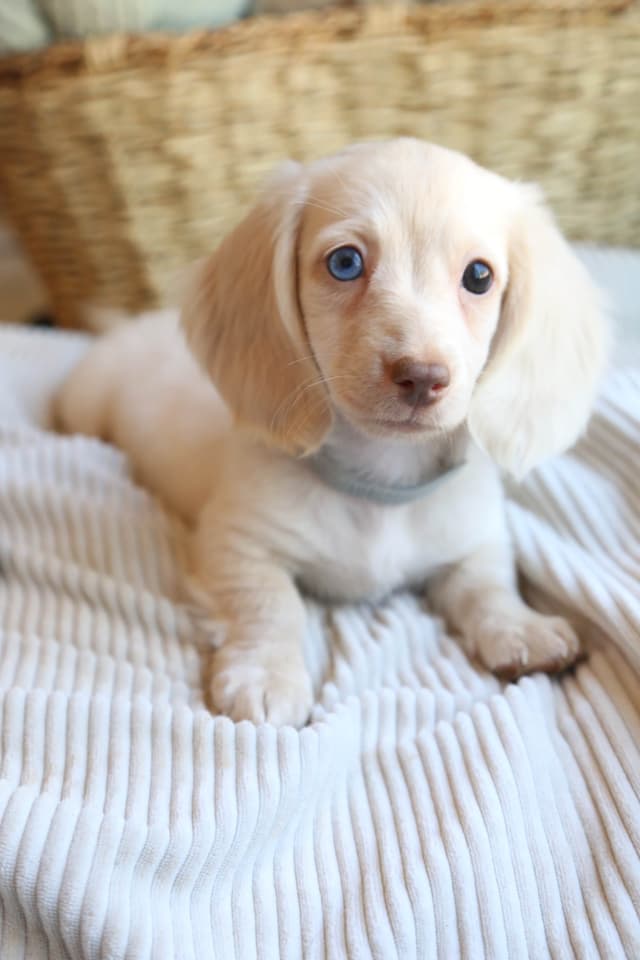 Mini Dachshund Puppies, long-haired creams media 2