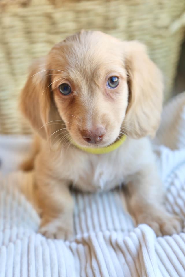 Mini Dachshund Puppies, long-haired creams media 3