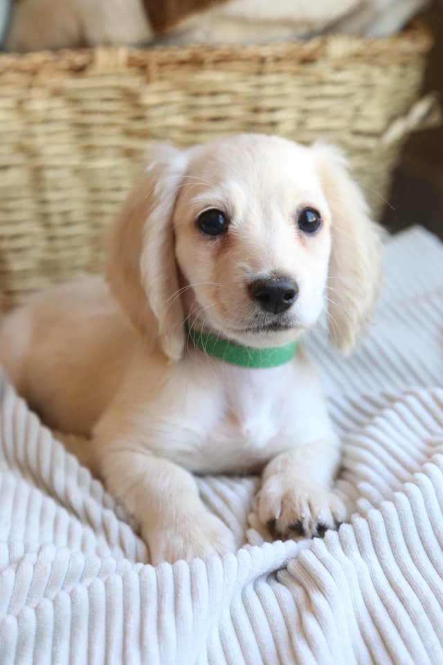 Mini Dachshund Puppies, long-haired creams media 4