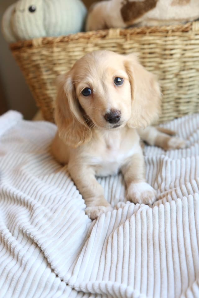 Mini Dachshund Puppies, long-haired creams media 2