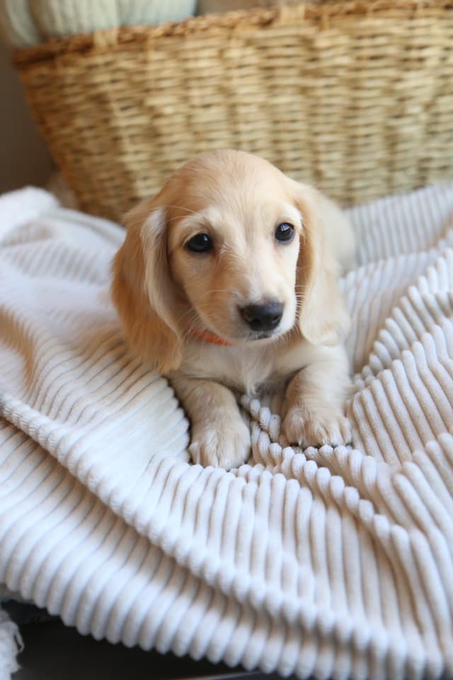 Mini Dachshund Puppies, long-haired creams media 3