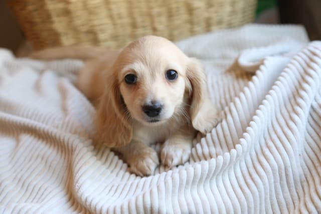 Mini Dachshund Puppies, long-haired creams media 3