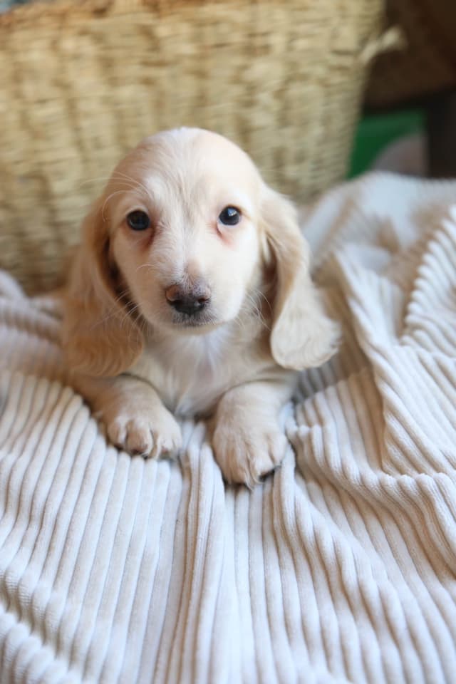 Mini Dachshund Puppies, long-haired creams media 2