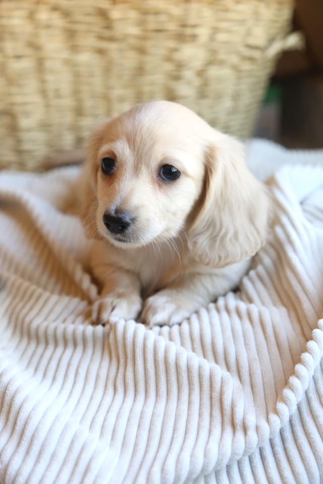 Mini Dachshund Puppies, long-haired creams media 4