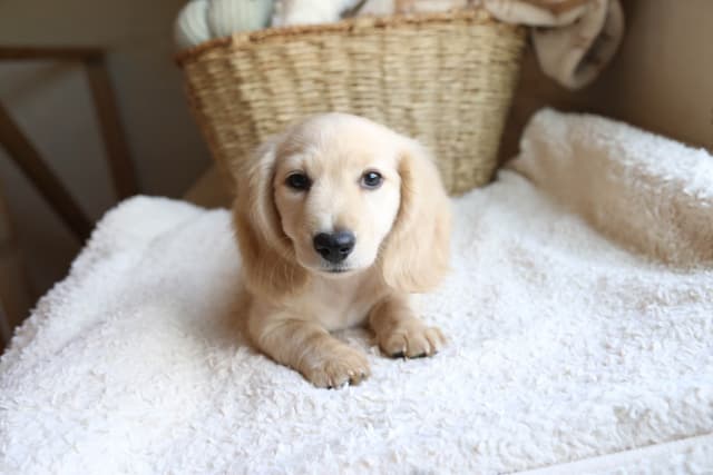 Long-haired mini cream Dachshund puppies! media 3