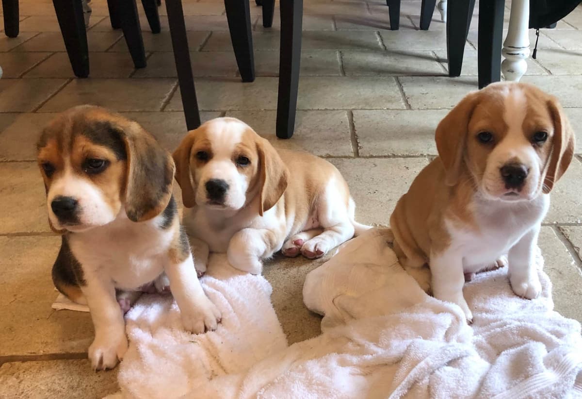 Well Socialized Champion Style Beagles breeder image 3