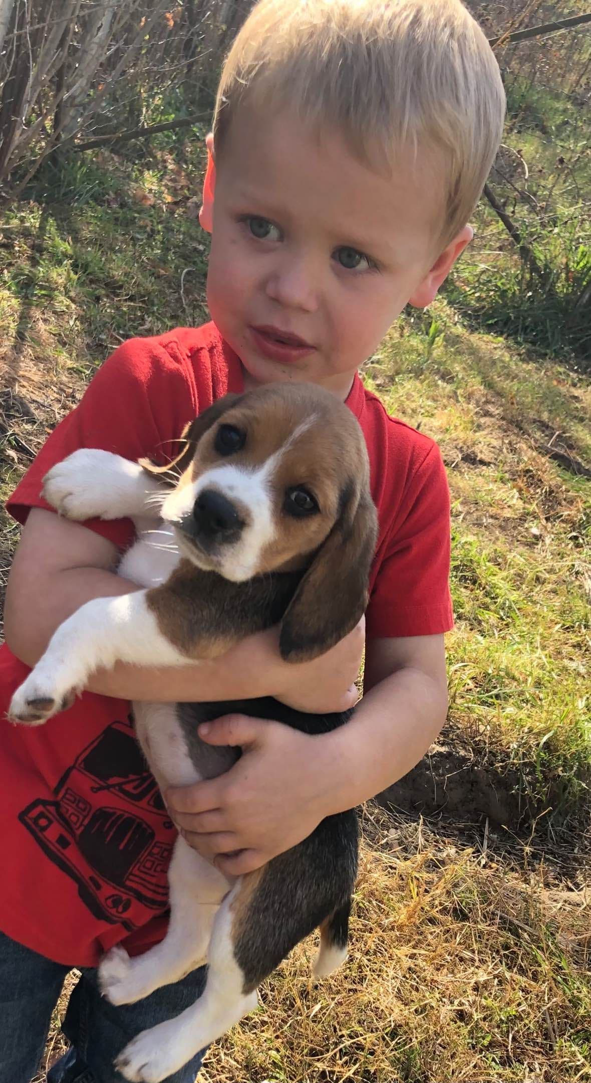 Well Socialized Champion Style Beagles breeder image 4