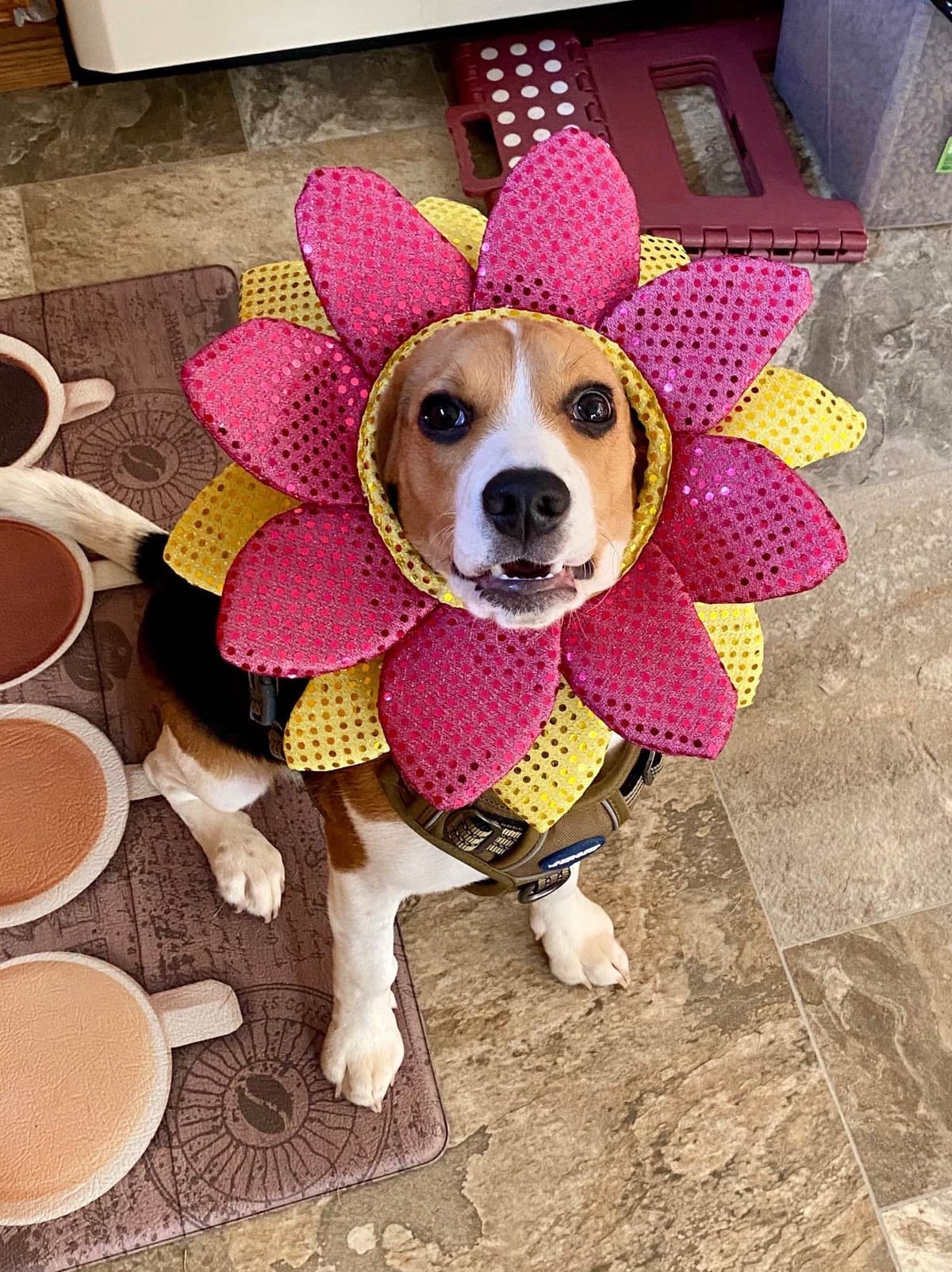 Well Socialized Champion Style Beagles breeder image 5