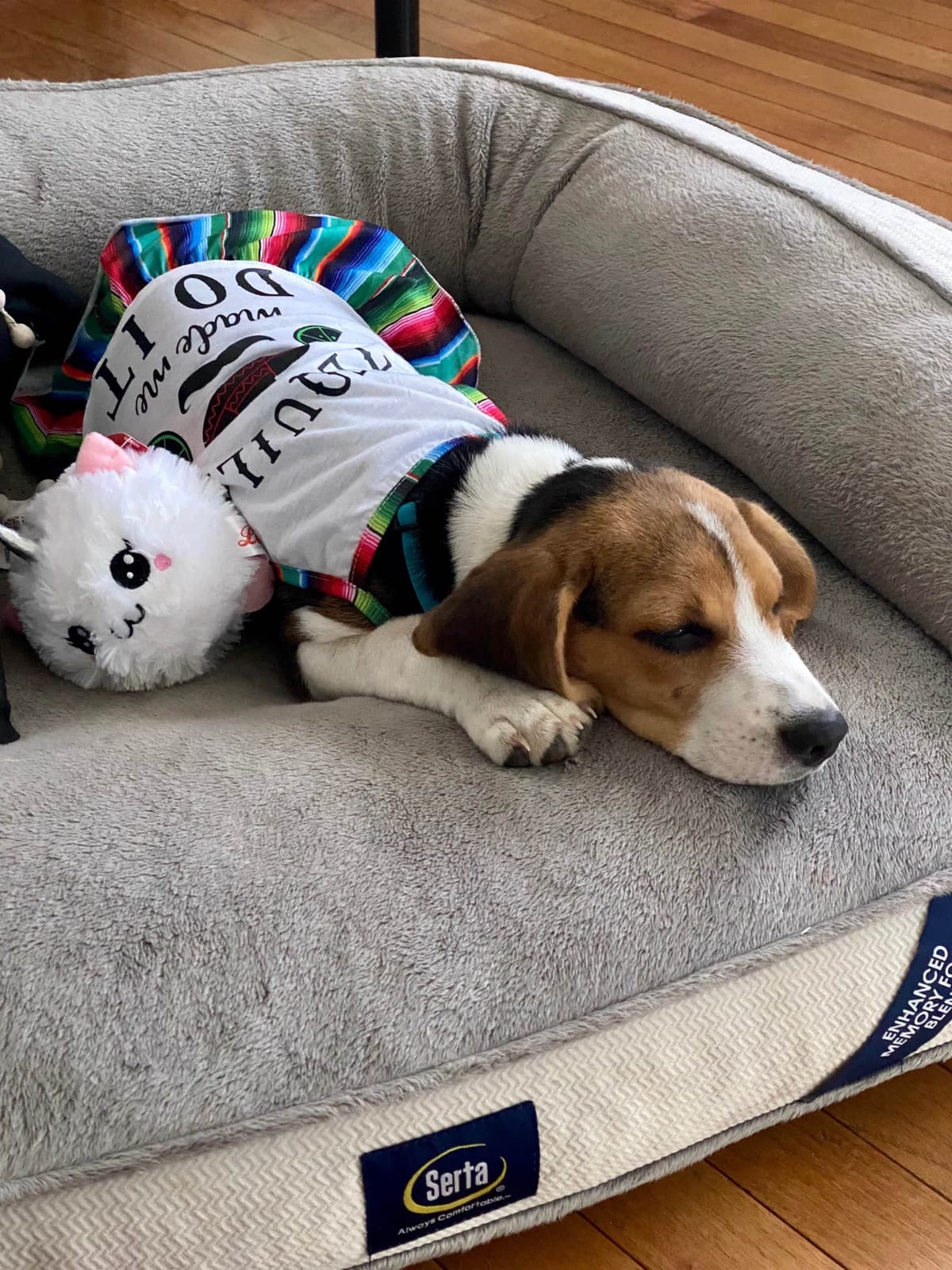 Well Socialized Champion Style Beagles breeder image 6