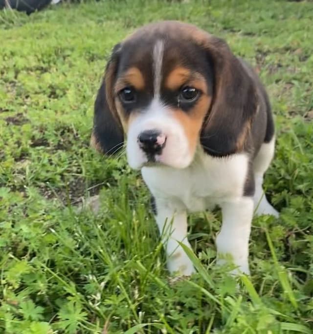 Well Socialized Champion Style Beagles media 2