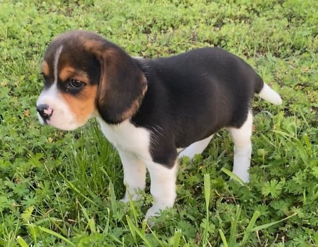 Well Socialized Champion Style Beagles media 3