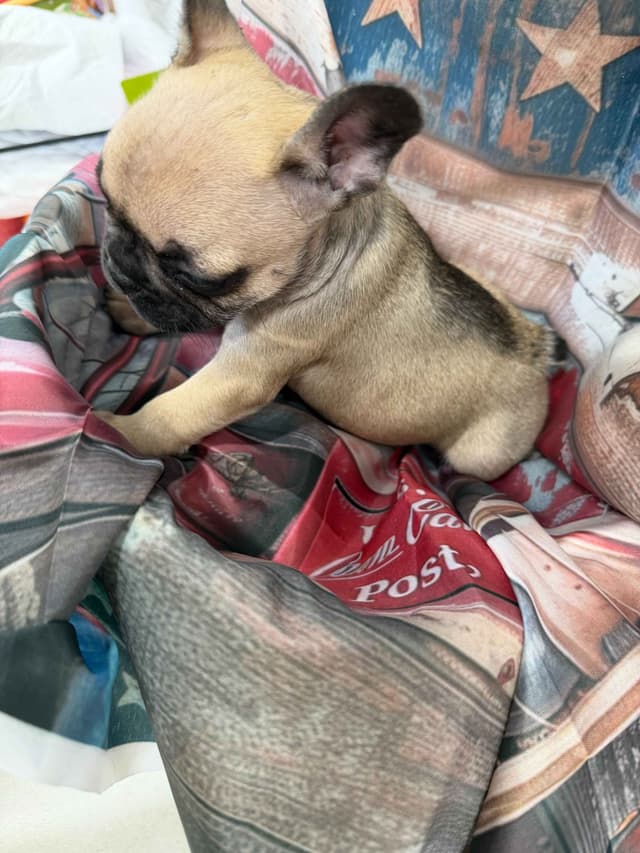 French Bulldog Puppies media 2