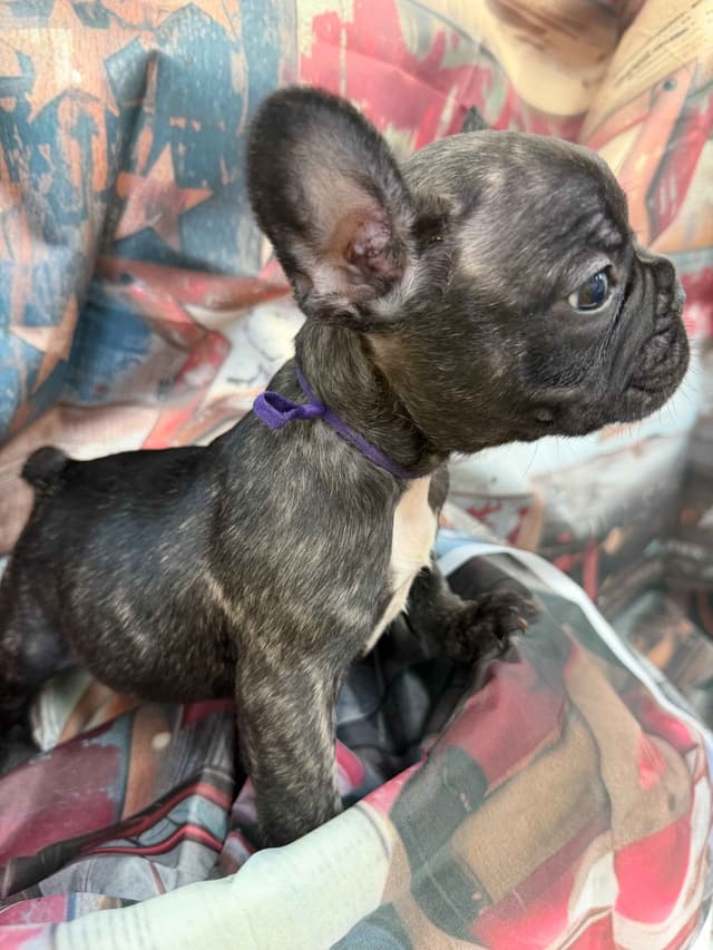 French Bulldog Puppies media 3