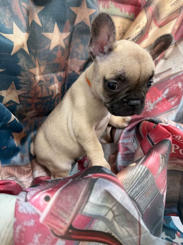 French Bulldog Puppies media 4