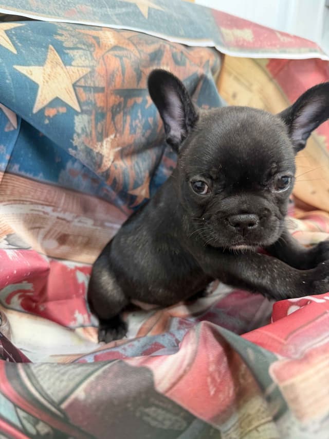 French Bulldog Puppies media 5