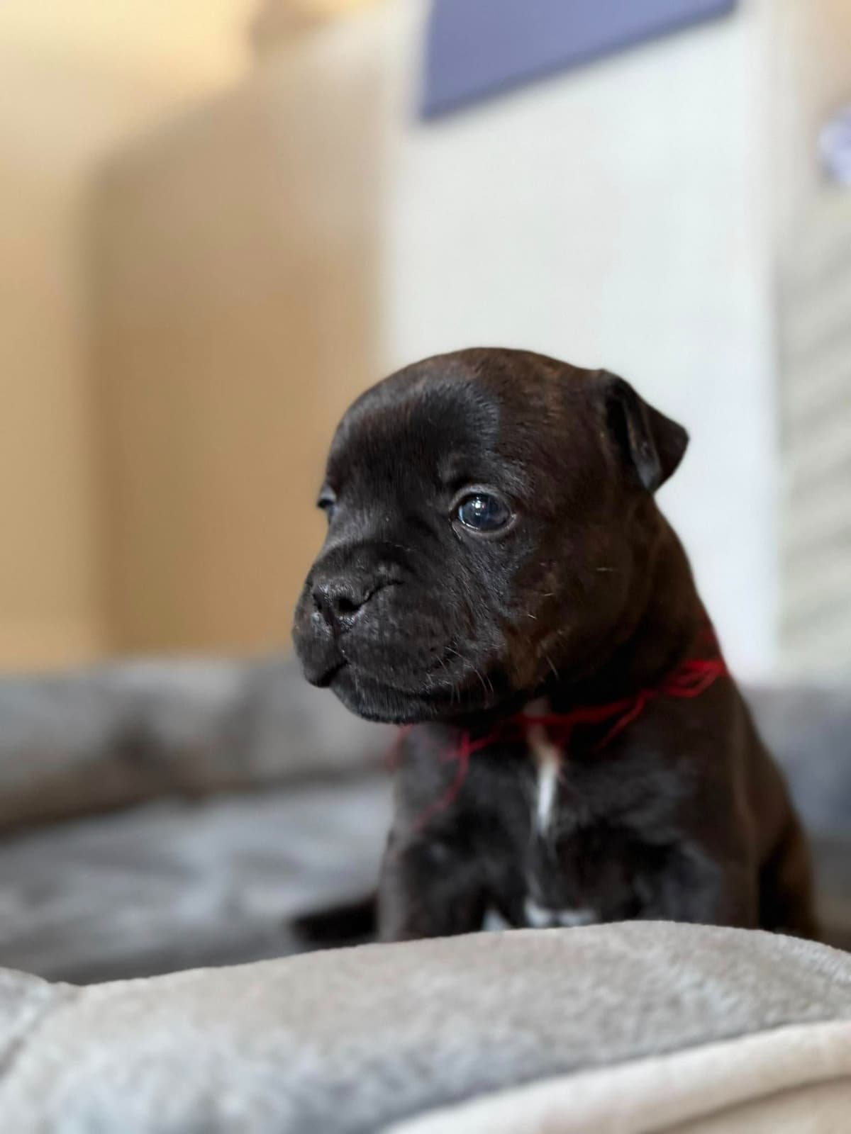 Staffordshire Bull Terrier breeder image 2