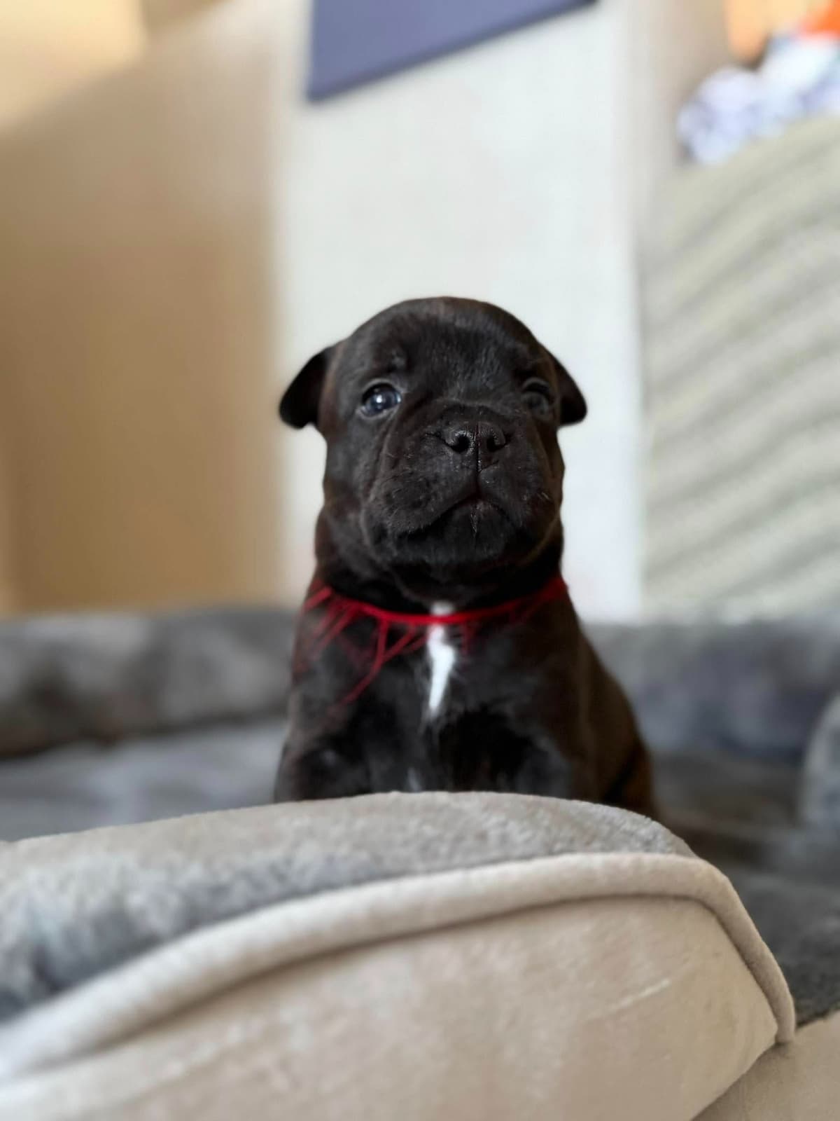 Staffordshire Bull Terrier breeder image 3