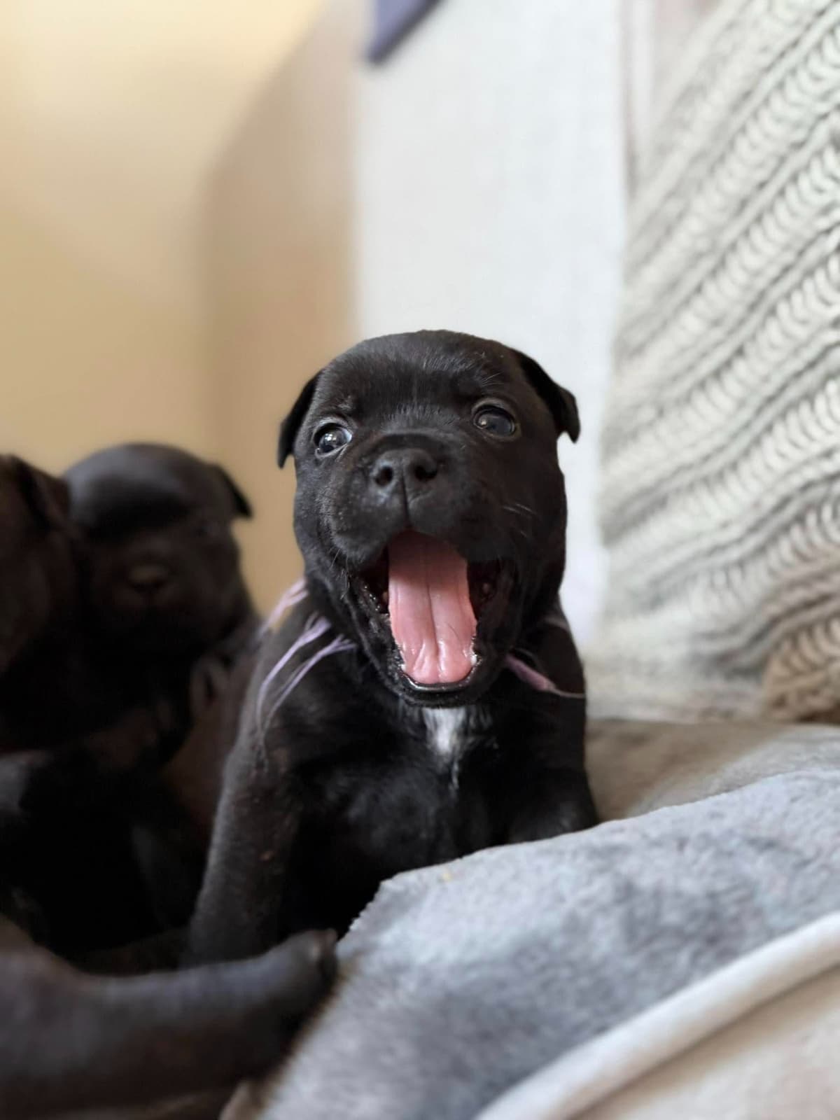 Staffordshire Bull Terrier breeder image 5